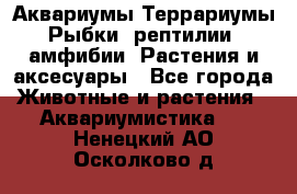 Аквариумы.Террариумы.Рыбки, рептилии, амфибии. Растения и аксесуары - Все города Животные и растения » Аквариумистика   . Ненецкий АО,Осколково д.